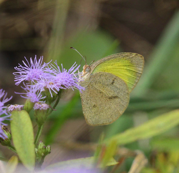 Barred Yellow 
Summer form